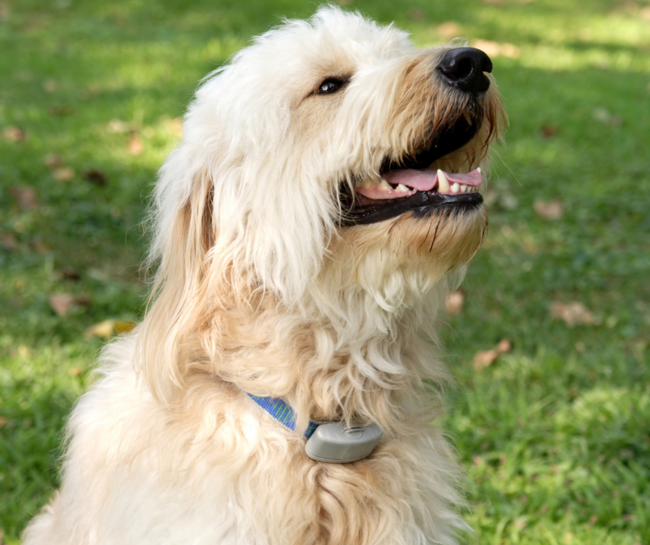 Shock collar clearance for furry dogs